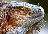 Пазл Игуана