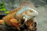 Пазл Игуана
