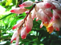 Пазл Имбирь Альпиния 