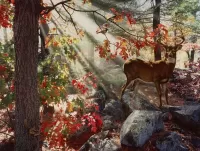 Пазл Indian Summer Encounter