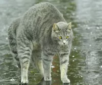 Пазл Испуганный кот