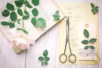 Пазл Исследуем розу