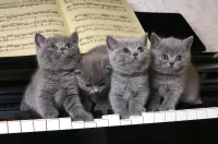 Пазл John, Paul, George and Ringo