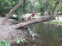 Пазл Йорк у пруда