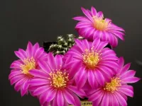 Пазл Кактус