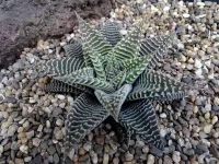 Пазл Кактус