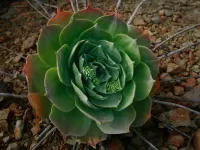 Пазл Кактус зацвел