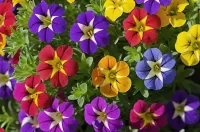 Пазл Калибрахоа