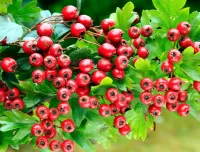 Пазл Боярышник 