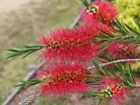 Пазл Каллистемон