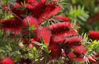 Пазл Каллистемон