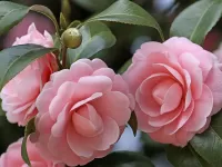 Пазл Камелия