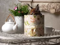 Пазл Каракал в коробке