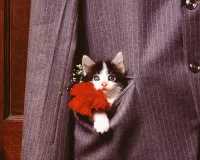 Пазл Карманный котенок