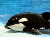 Пазл Косатка 