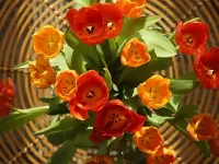 Пазл Тюльпаны