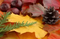 Пазл Каштаны и шишка