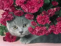 Пазл Киса в цветах