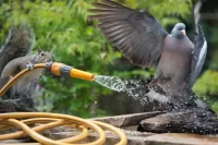 Пазл Кыш отсюда