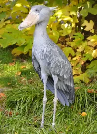 Пазл Китоглав