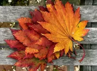 Пазл Кленовые листья