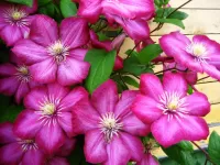 Пазл Клематис