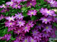 Пазл Клематис