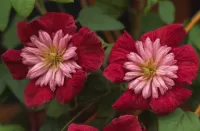 Пазл клематис