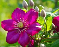 Пазл Клематис