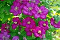 Пазл Клематис