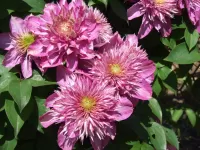 Пазл Клематис