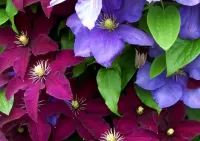 Пазл Клематисы