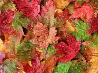 Пазл Капли на кленовых листьях