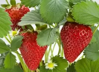 Пазл Клубника 