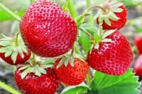 Пазл Клубника