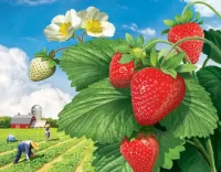 Пазл Клубника