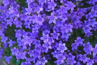 Пазл Клумба с колокольчиками