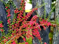 Пазл Клюква