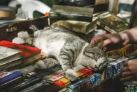 Пазл Книголюб