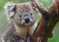 Пазл Коала на дереве