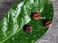 Пазл Кофе на листе