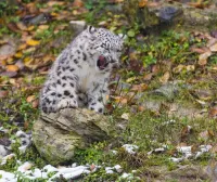 Пазл Когда идёт снег