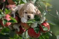 Пазл Кокер-спаниель