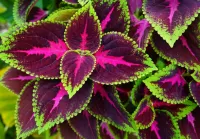 Пазл Колеус