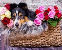 Пазл Колли в розах