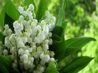 Пазл Ландыши