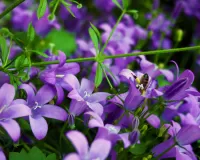 Пазл Колокольчики