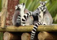 Пазл Компания 