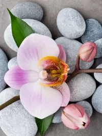 Пазл Композиция