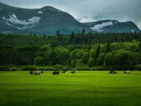 Пазл Кони в поле